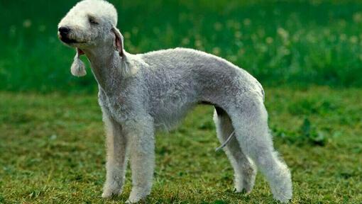 Raza cheap bedlington terrier